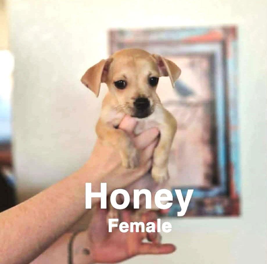 Honey DLB in RI Jefferson $650, Adopted, Puppy Female Chihuahua.