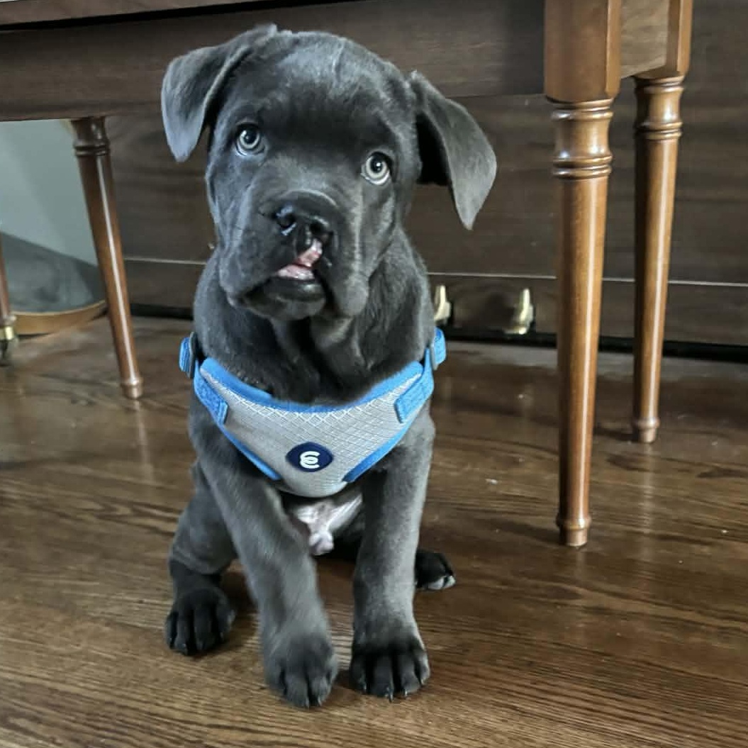 Radio, ADOPTABLE, Puppy Male Cane Corso.
