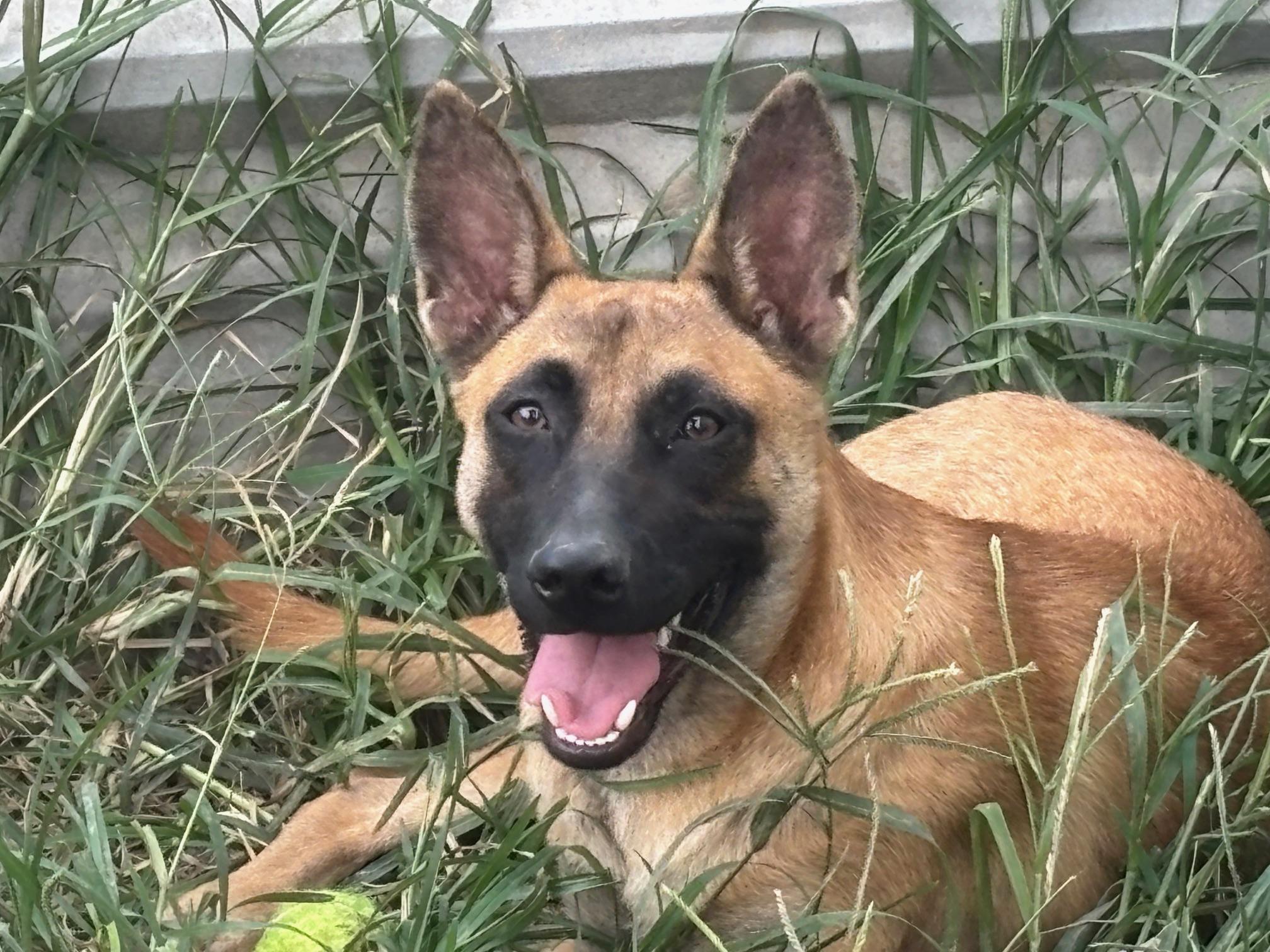 Enlarge Oliver, an adopted Belgian Shepherd / Malinois in Rockdale, TX image 2/3