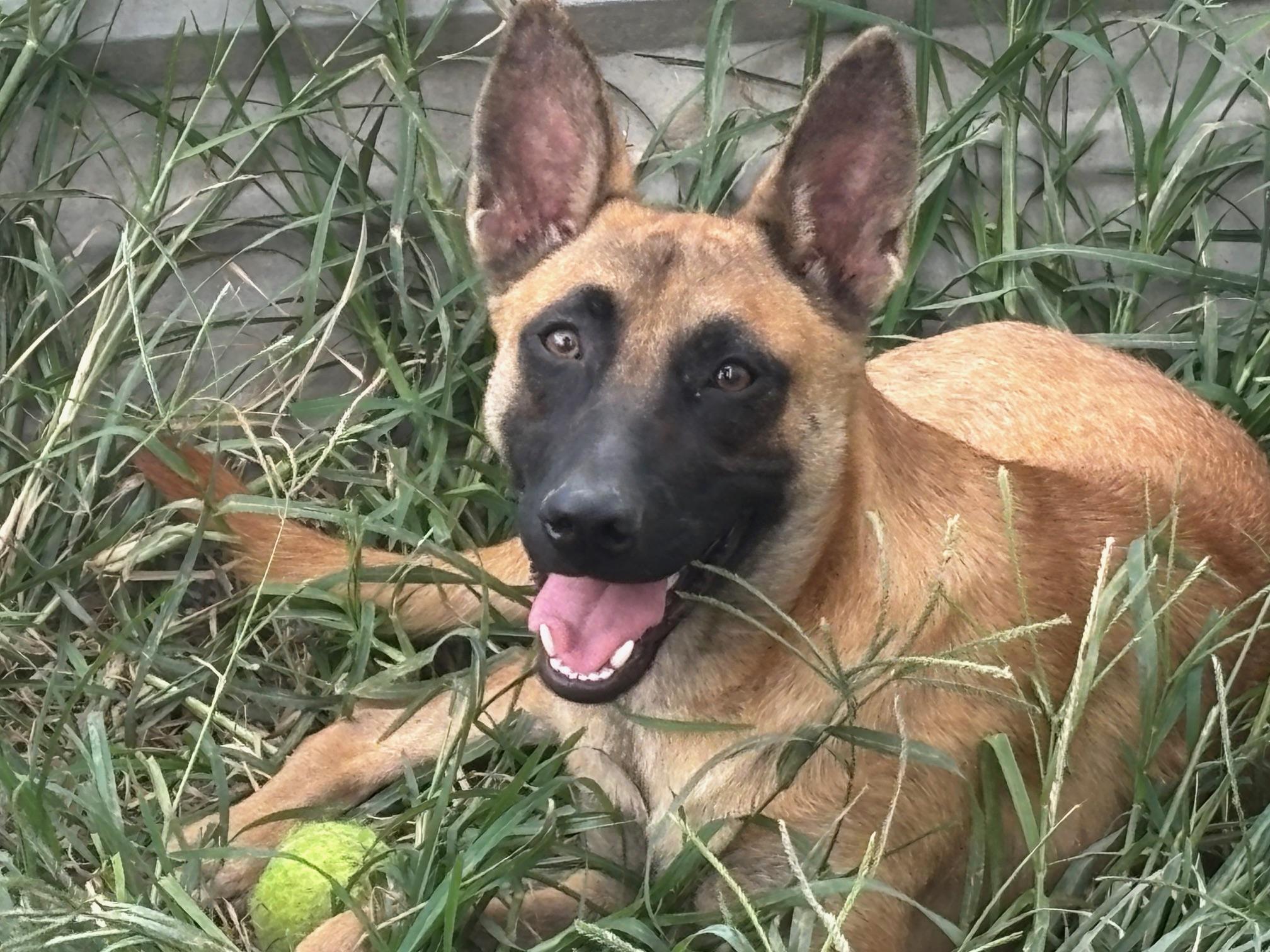 Enlarge Oliver, an adopted Belgian Shepherd / Malinois in Rockdale, TX image 1/3