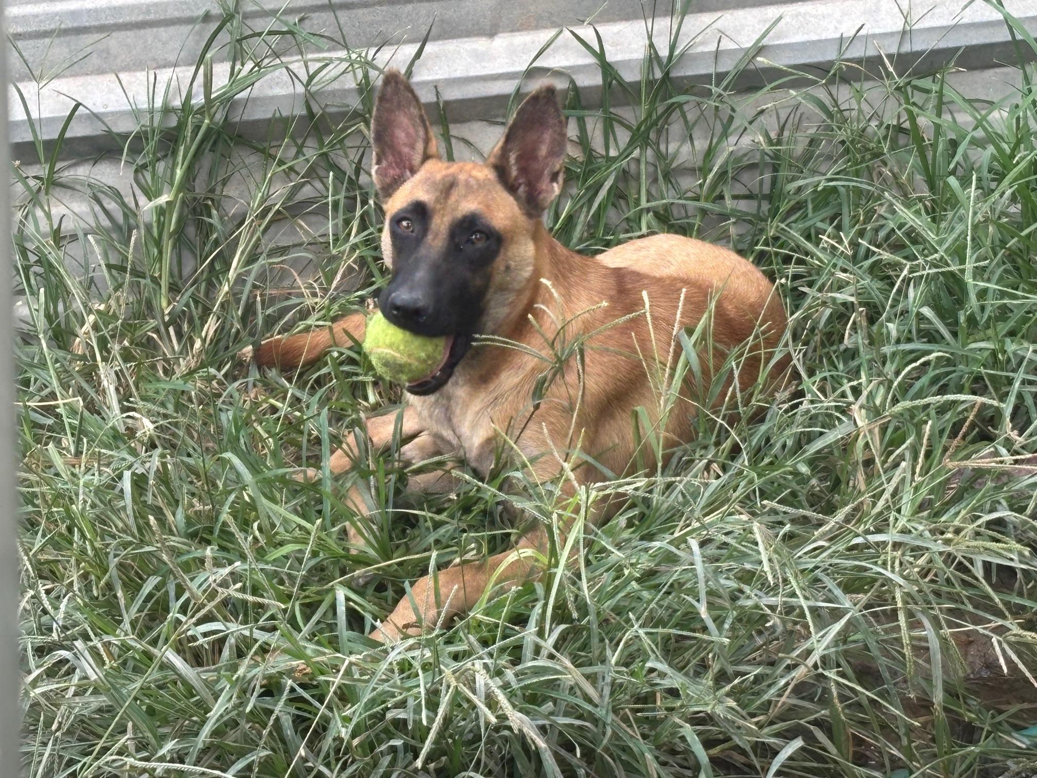 Enlarge Oliver, an adopted Belgian Shepherd / Malinois in Rockdale, TX image 3/3