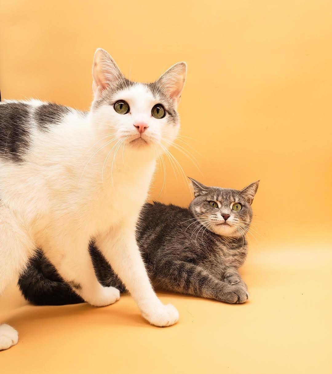 Cats for Adoption Near Nixa, MO | Petfinder