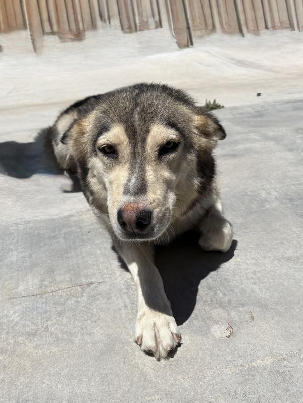 Enlarge Sadie, a Adoptable mixed breed in Victorville, CA image 1/1