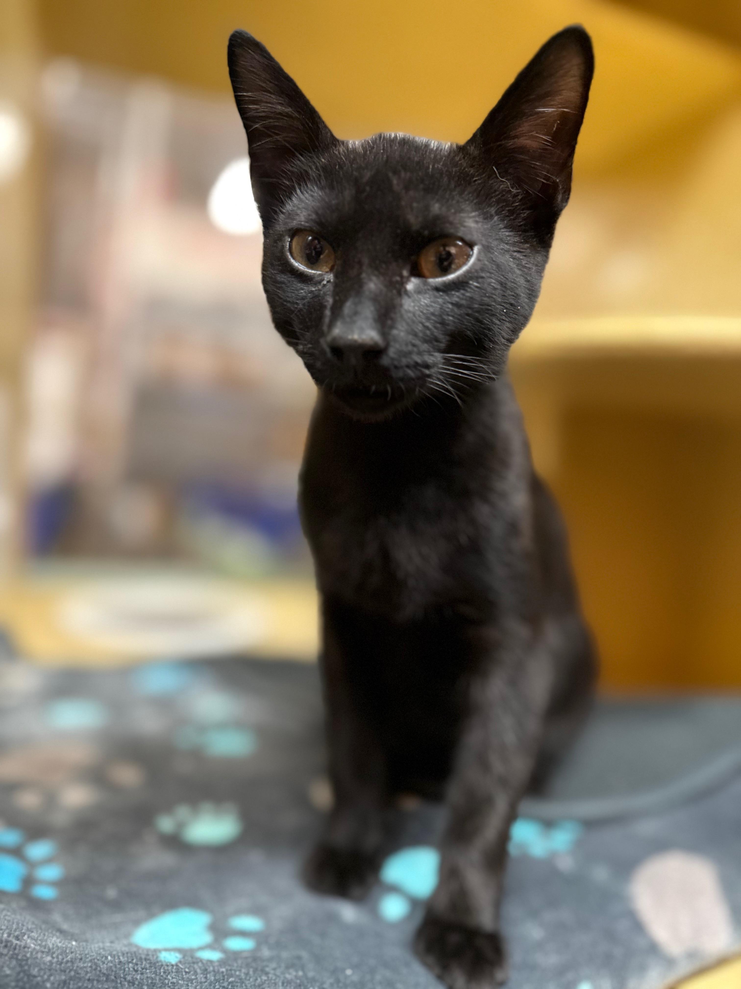 James, adopted, Young Male Domestic Short Hair.