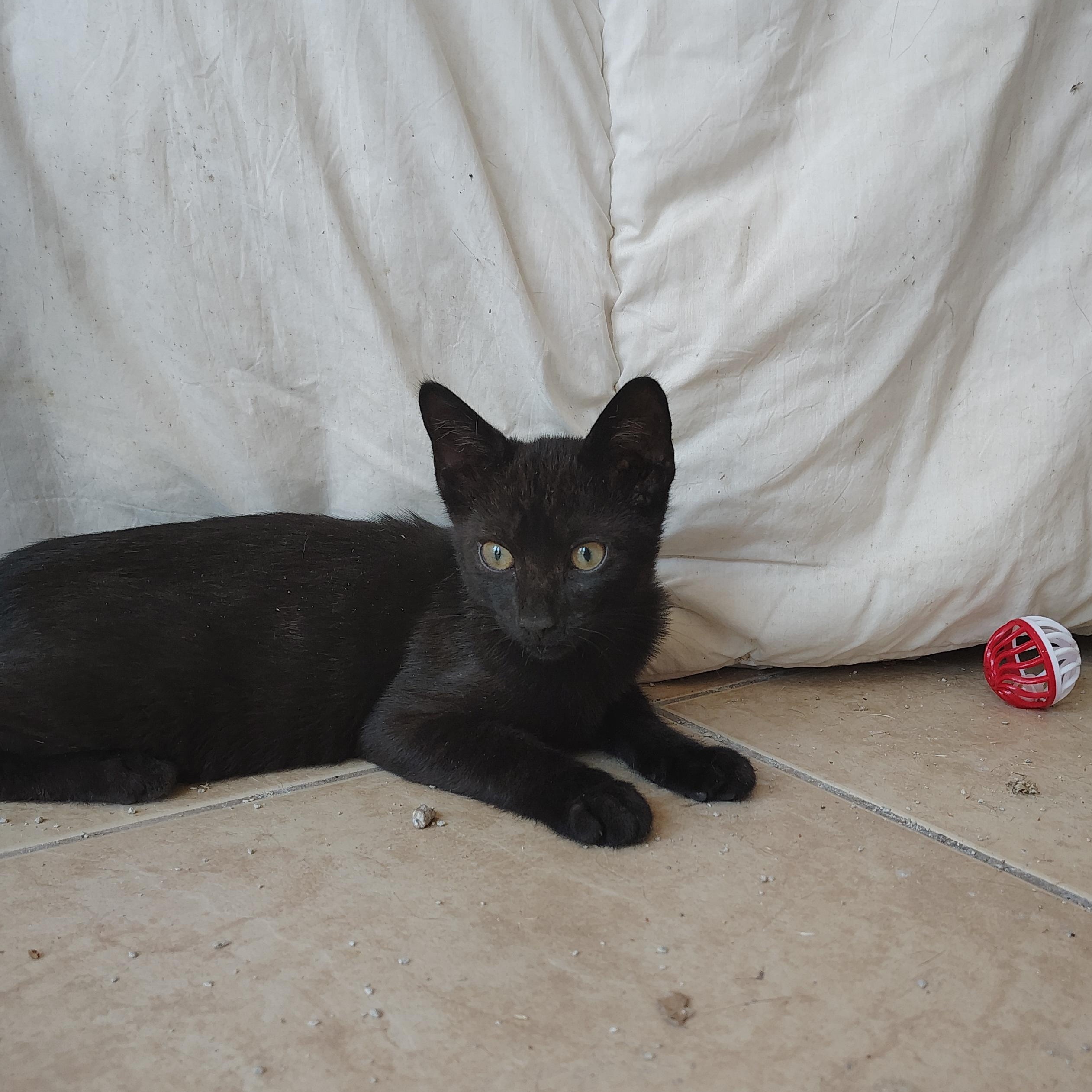 Enlarge James, an adopted Domestic Short Hair in Long Beach, CA image 2/2