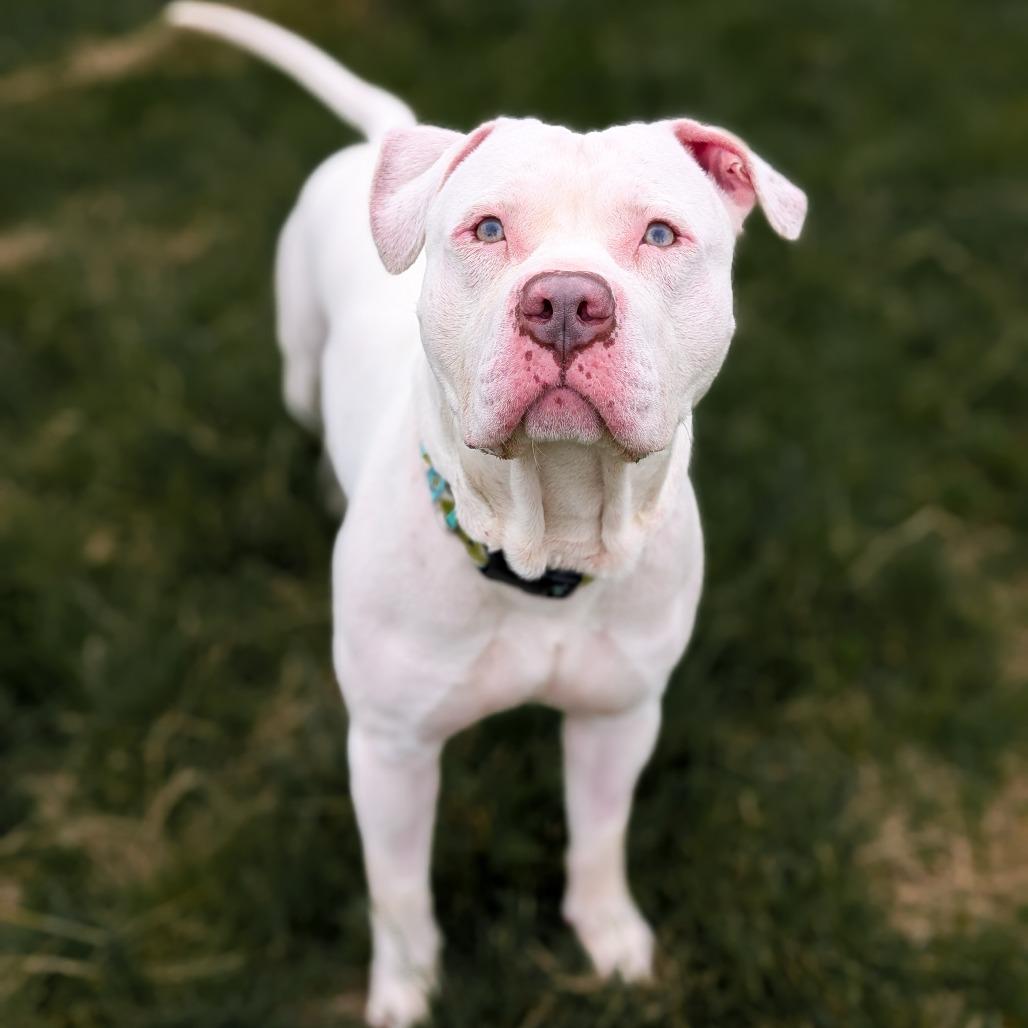 Squints, Adoptable, Adult Male Terrier.