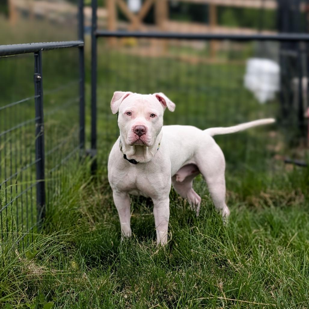 Enlarge Squints, a Adoptable Terrier in Waynesboro, PA image 2/3