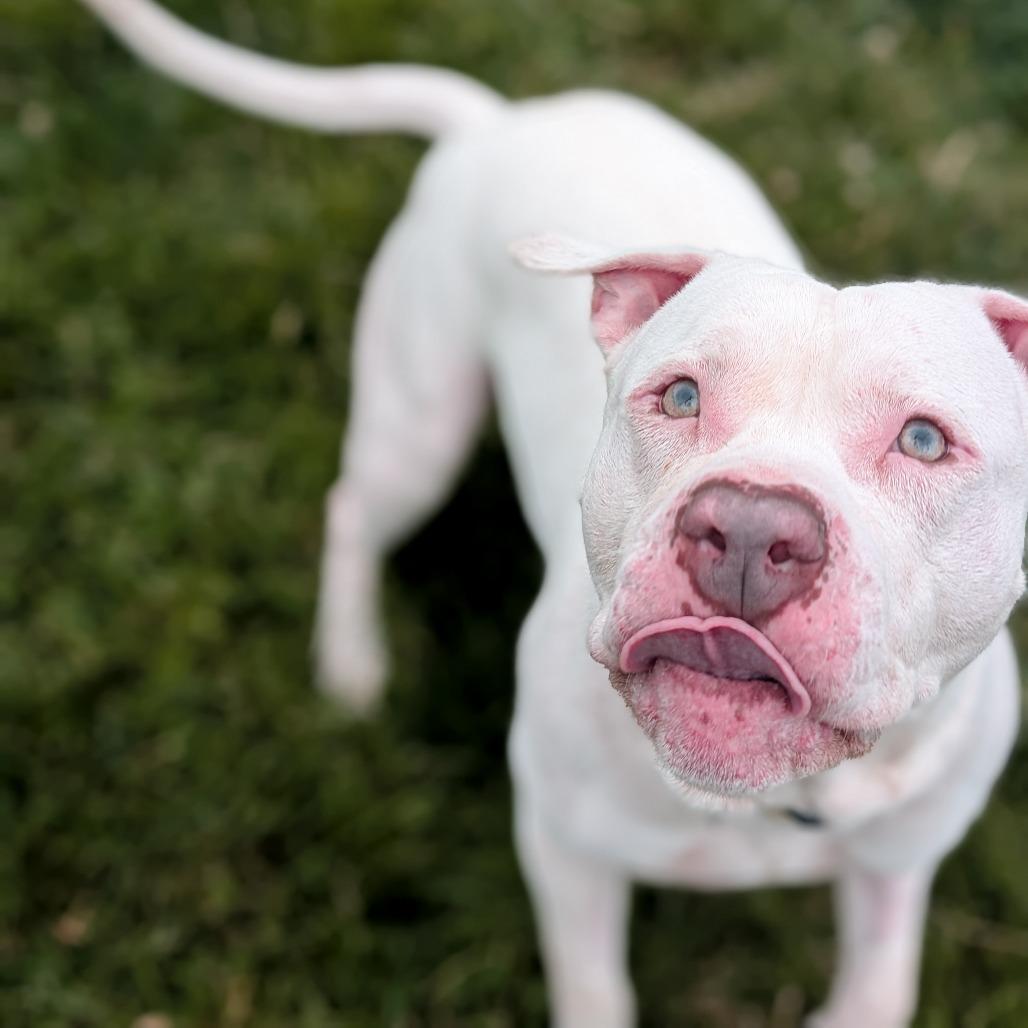 Enlarge Squints, a Adoptable Terrier in Waynesboro, PA image 3/3