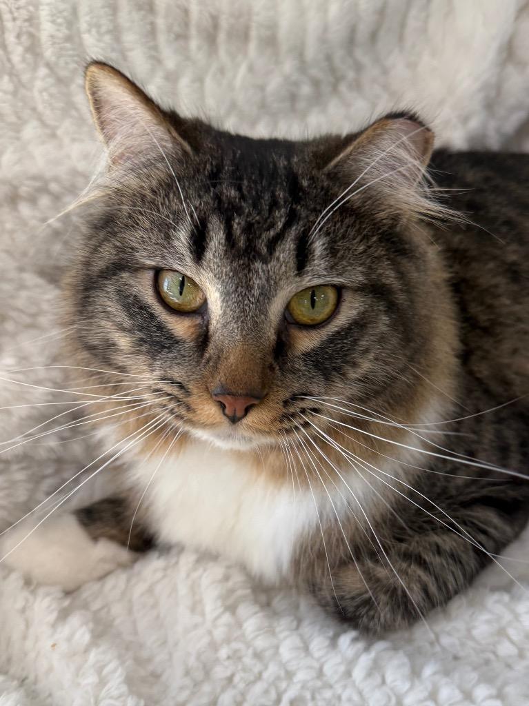 River, a Adoptable mixed breed in New Manchester, WV image 2/6