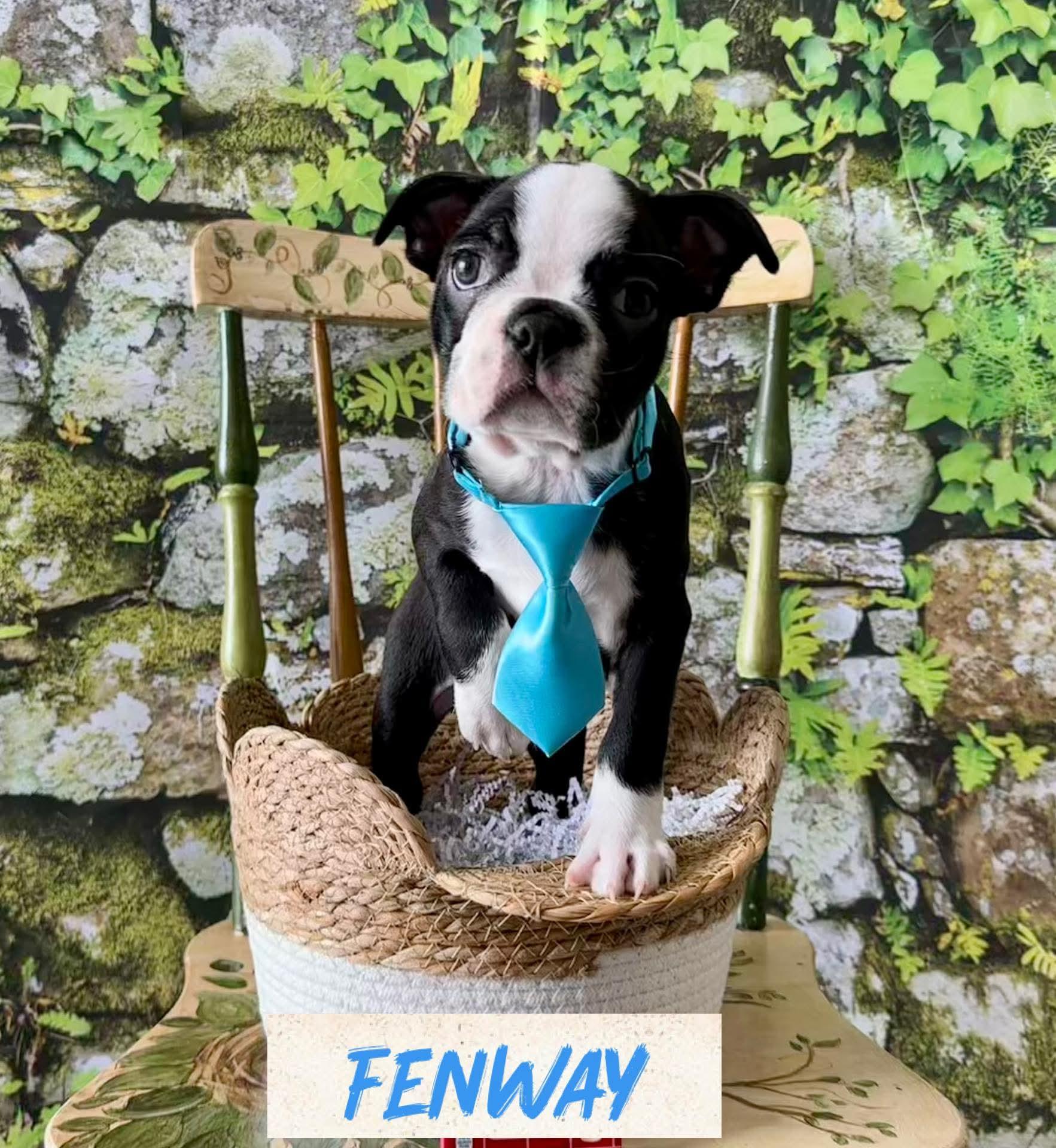 Enlarge Fenway, an adopted Boston Terrier in Washington , PA image 1/1