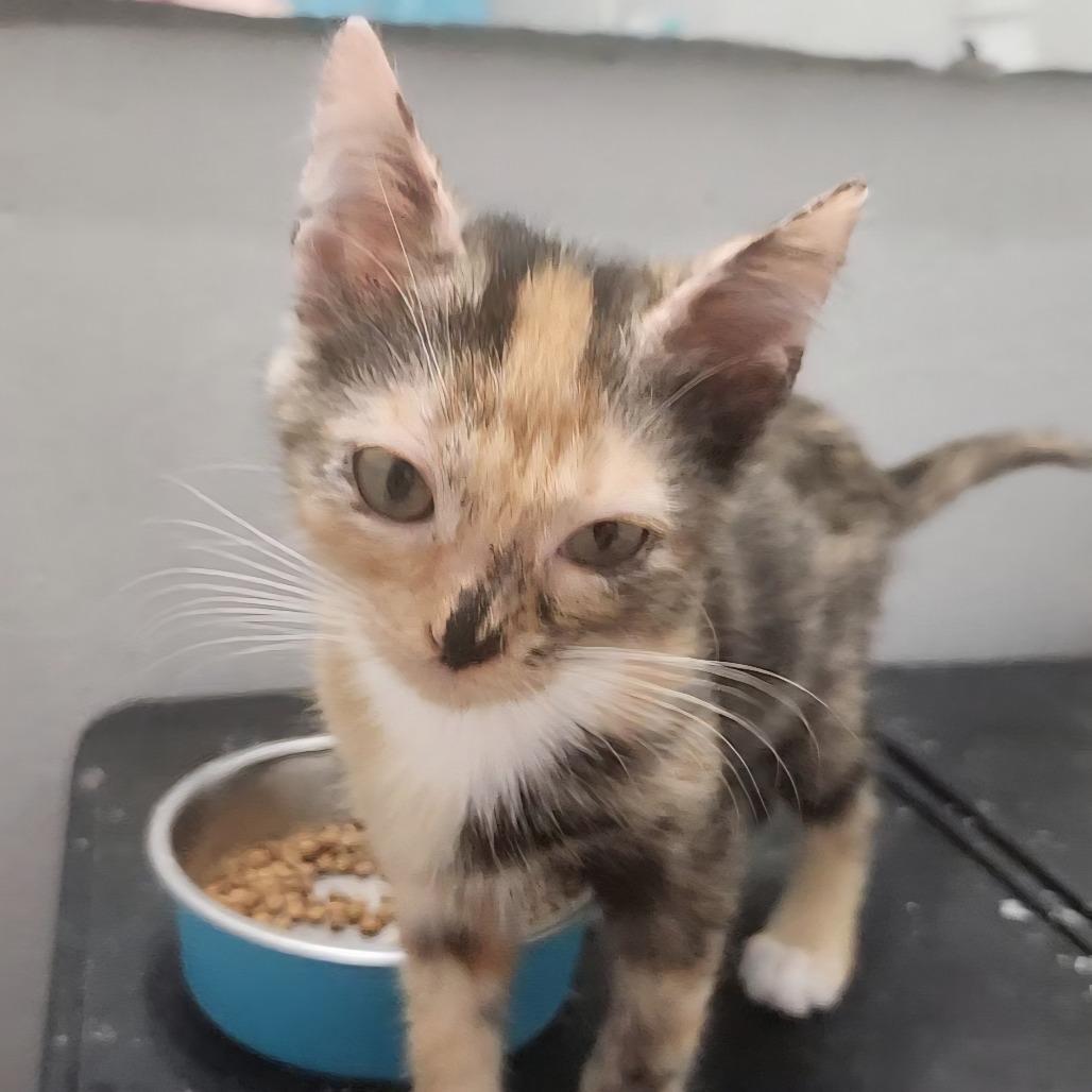 Enlarge Serenity Perry-AR, a Adoptable Domestic Short Hair in Tallahassee, FL image 1/5