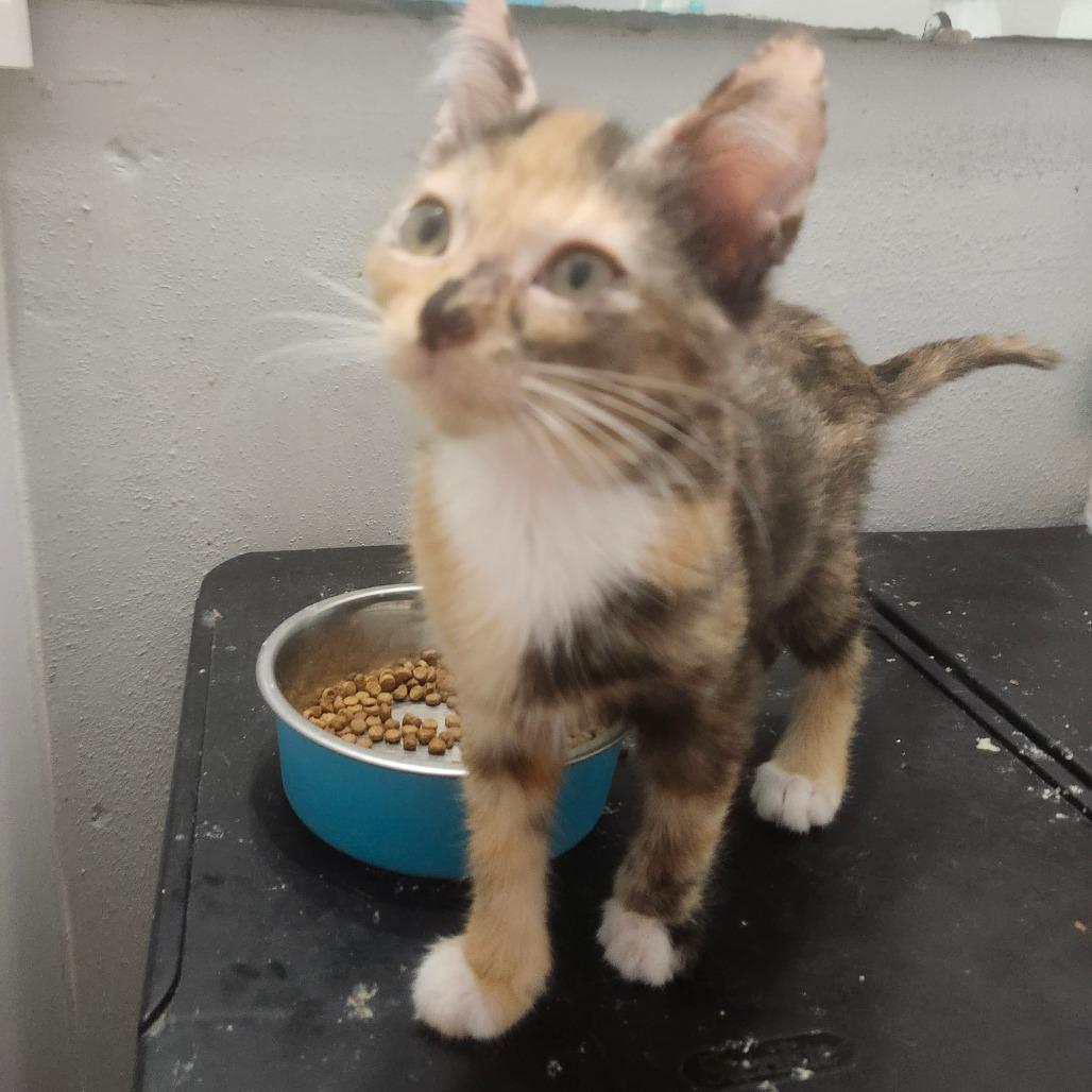 Enlarge Serenity Perry-AR, a Adoptable Domestic Short Hair in Tallahassee, FL image 2/5