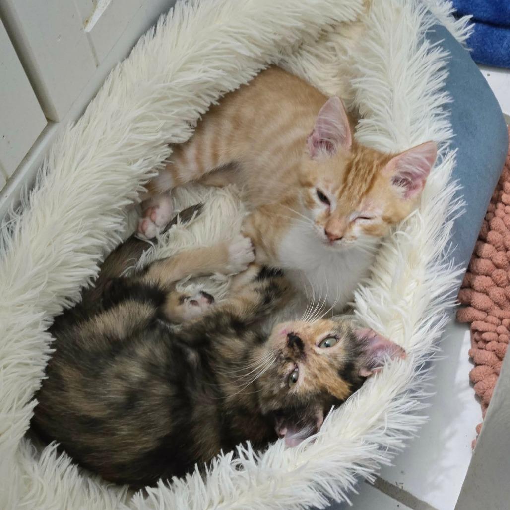 Enlarge Serenity Perry-AR, a Adoptable Domestic Short Hair in Tallahassee, FL image 4/5