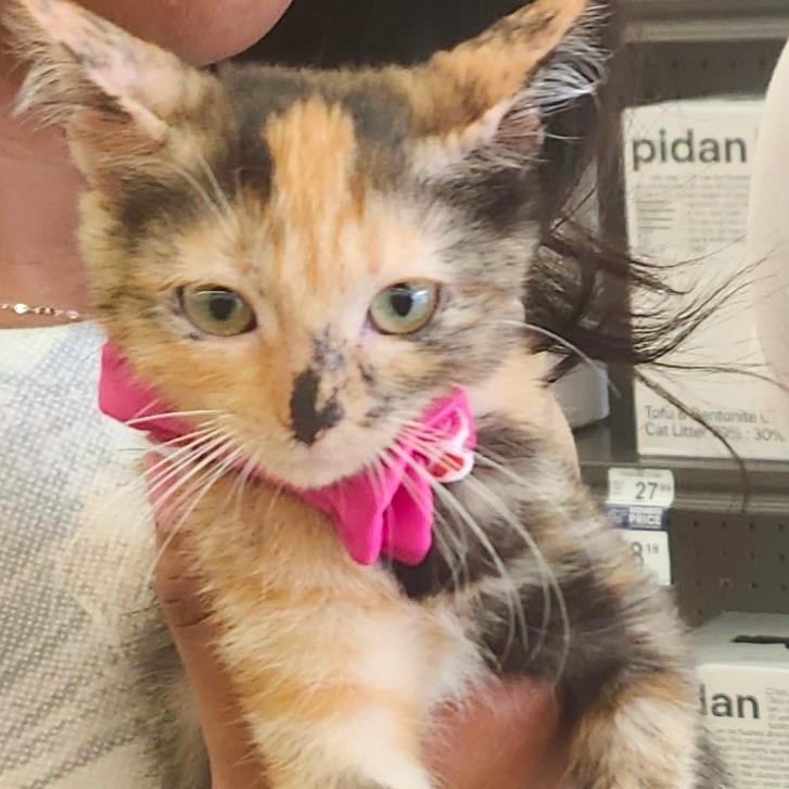 Enlarge Serenity Perry-AR, a Adoptable Domestic Short Hair in Tallahassee, FL image 5/5