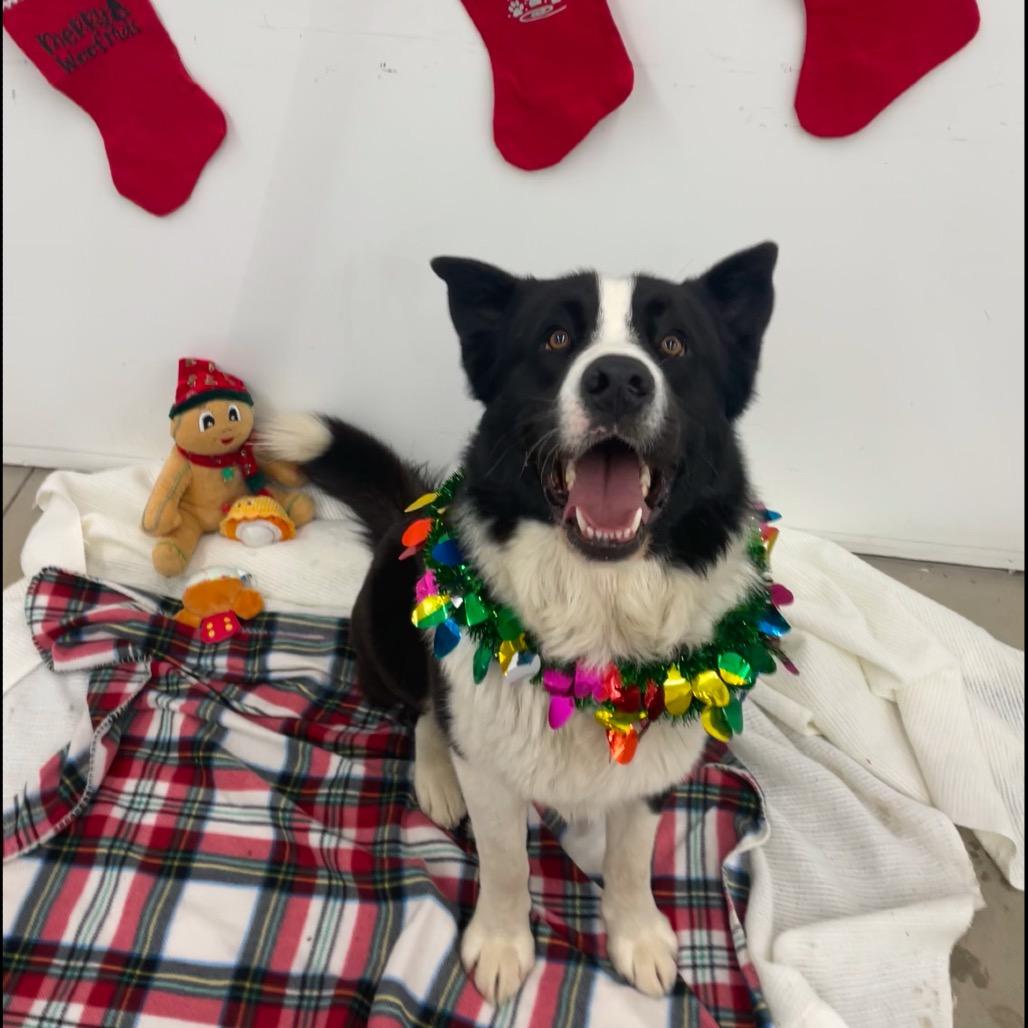 Enlarge Tonka, a Adoptable Mixed Breed in Bismarck, ND image 1/6