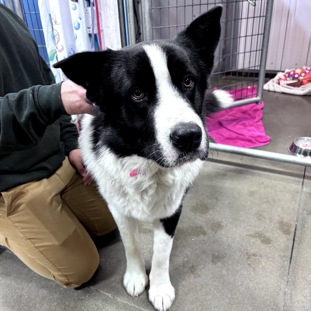 Enlarge Tonka, a Adoptable Mixed Breed in Bismarck, ND image 2/6