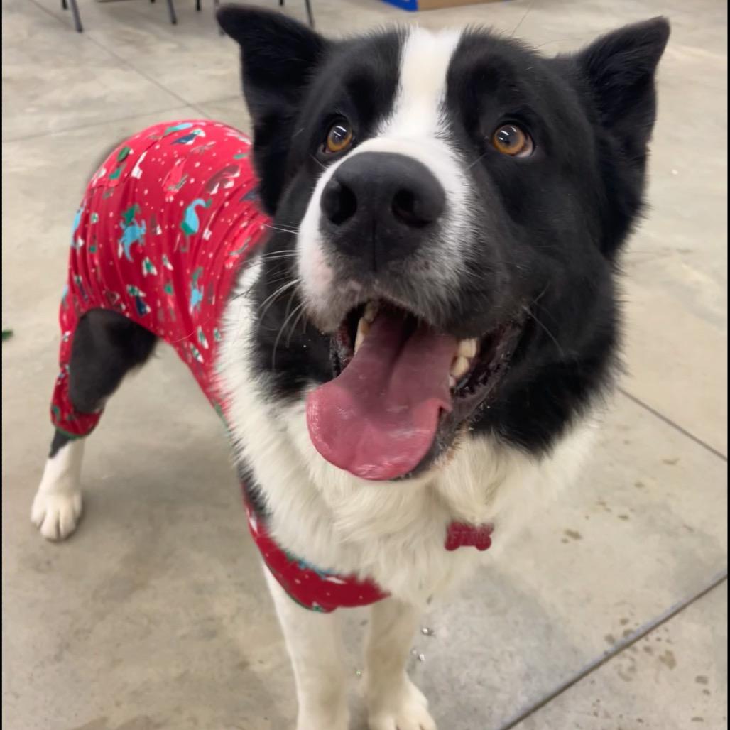 Enlarge Tonka, a Adoptable Mixed Breed in Bismarck, ND image 3/6