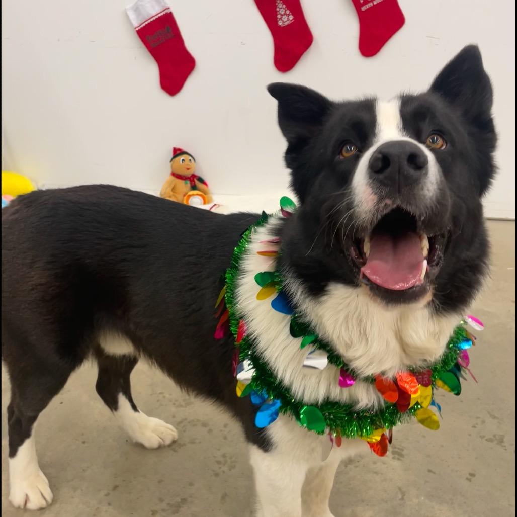 Enlarge Tonka, a Adoptable Mixed Breed in Bismarck, ND image 4/6