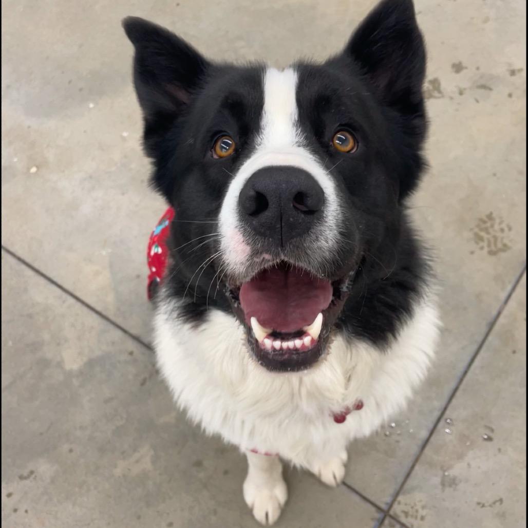 Enlarge Tonka, a Adoptable Mixed Breed in Bismarck, ND image 5/6