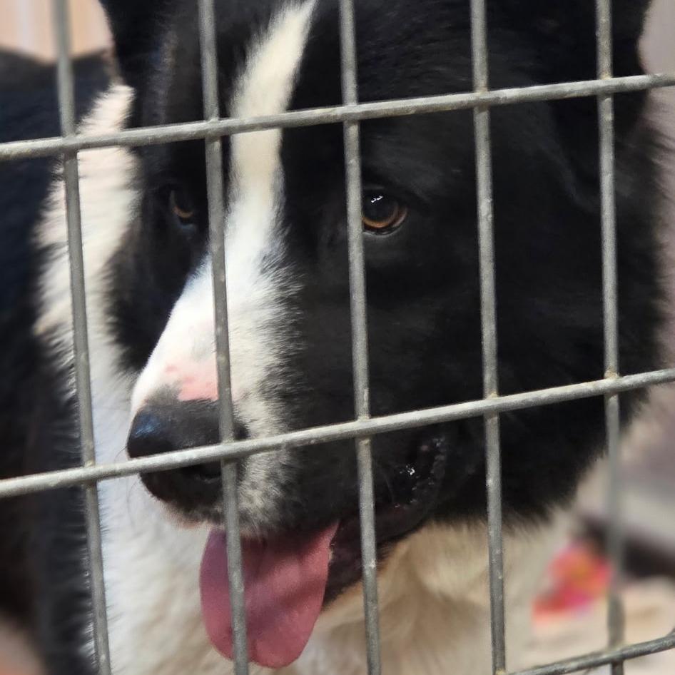 Enlarge Tonka, a Adoptable Mixed Breed in Bismarck, ND image 6/6