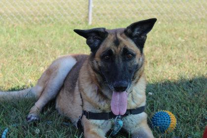 Xena, Adoptable, Adult Female German Shepherd Dog & Mixed Breed.