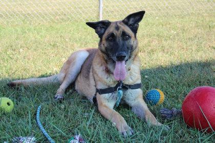 Xena, Adoptable, Adult Female German Shepherd Dog & Mixed Breed.