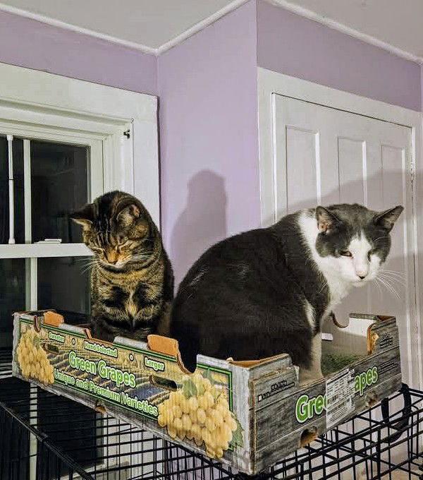 Enlarge Taz, a Adopted Domestic Short Hair in Stewartsville, NJ image 1/3