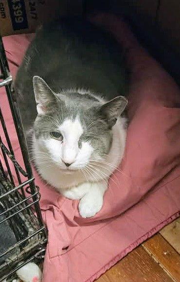 Enlarge Taz, a Adopted Domestic Short Hair in Stewartsville, NJ image 2/3