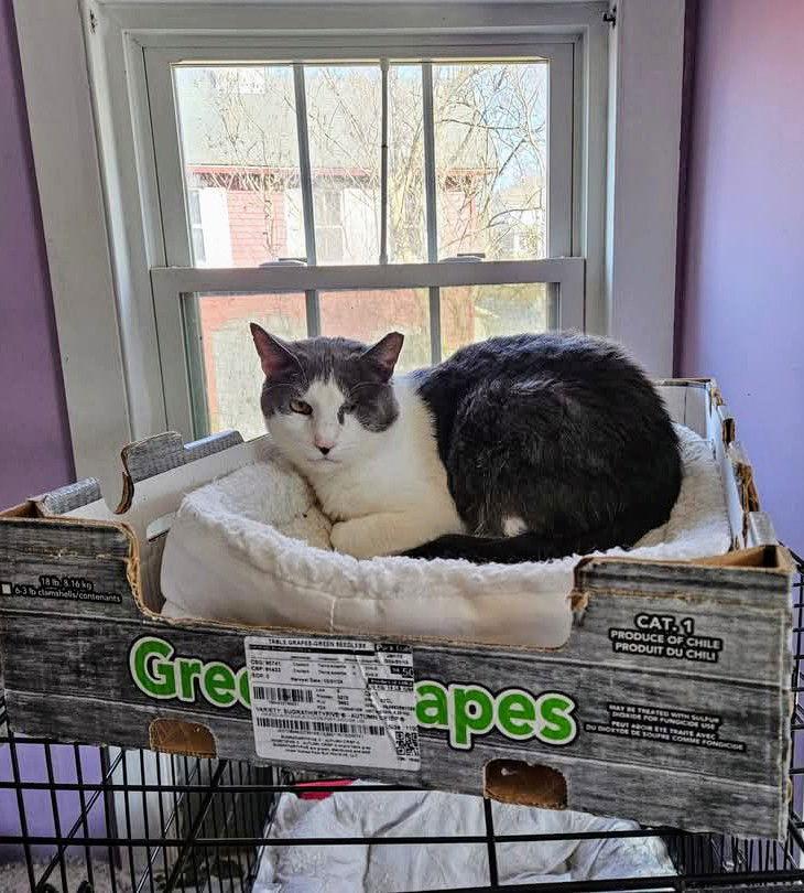 Enlarge Taz, a Adopted Domestic Short Hair in Stewartsville, NJ image 3/3