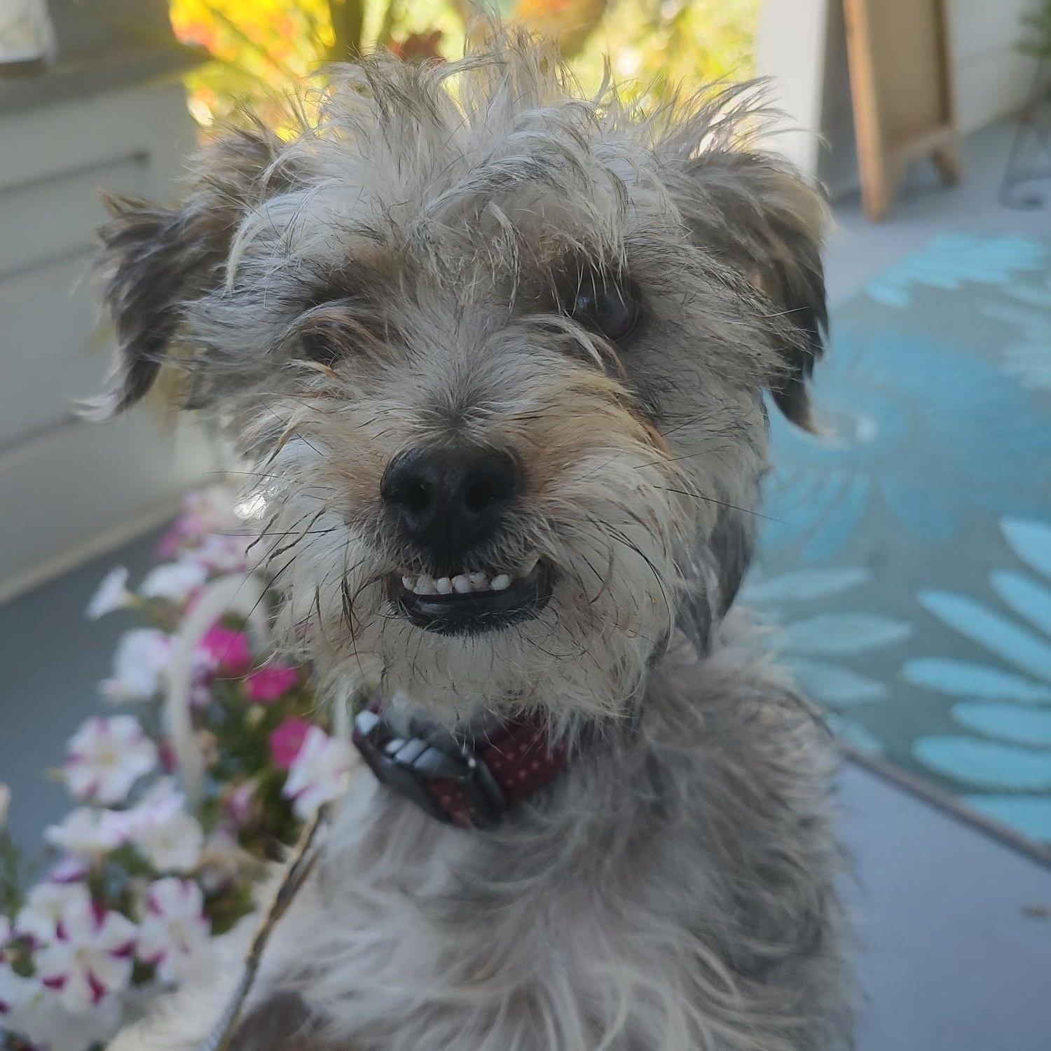 Enlarge Vicki, an adopted Miniature Poodle in Hollister, CA image 1/3