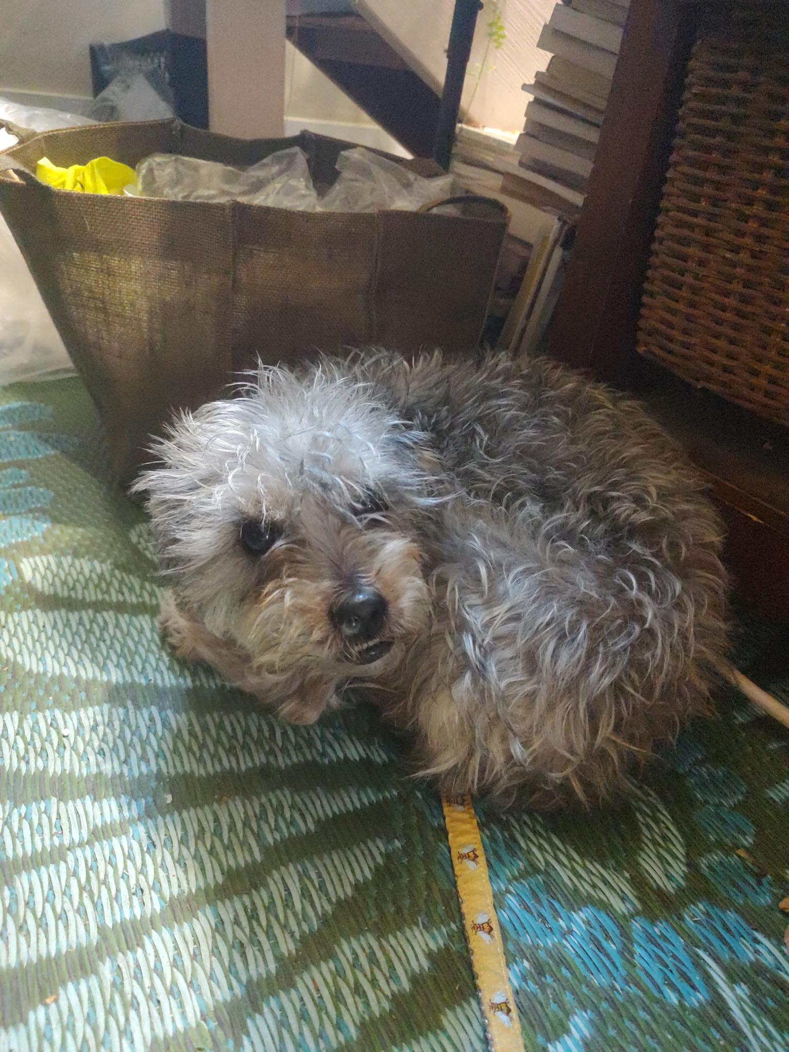 Enlarge Vicki, an adopted Miniature Poodle in Hollister, CA image 2/3