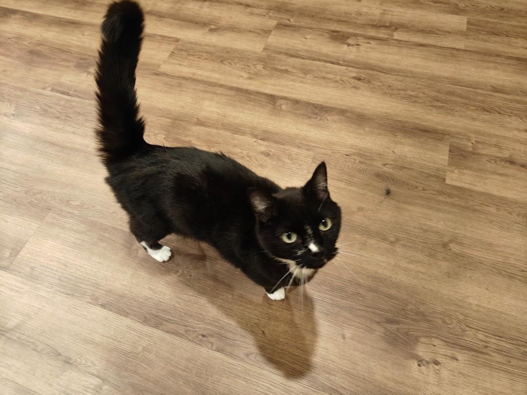 Horsham-Irrestible Sweetheart in a Tux, a Adoptable Tuxedo in Laurel, MD image 2/6