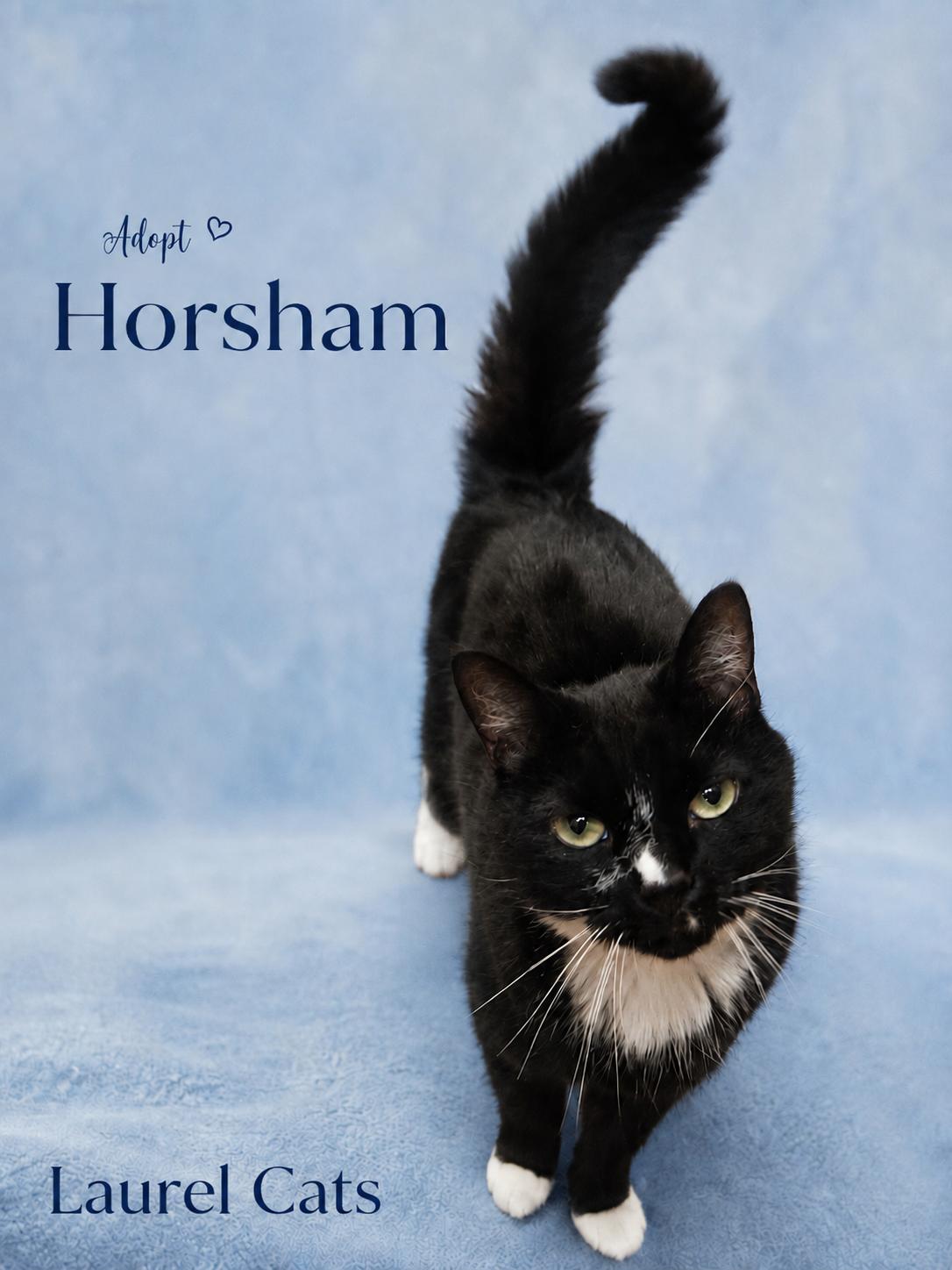 Horsham-Irrestible Sweetheart in a Tux, Adoptable, Adult Male Tuxedo.