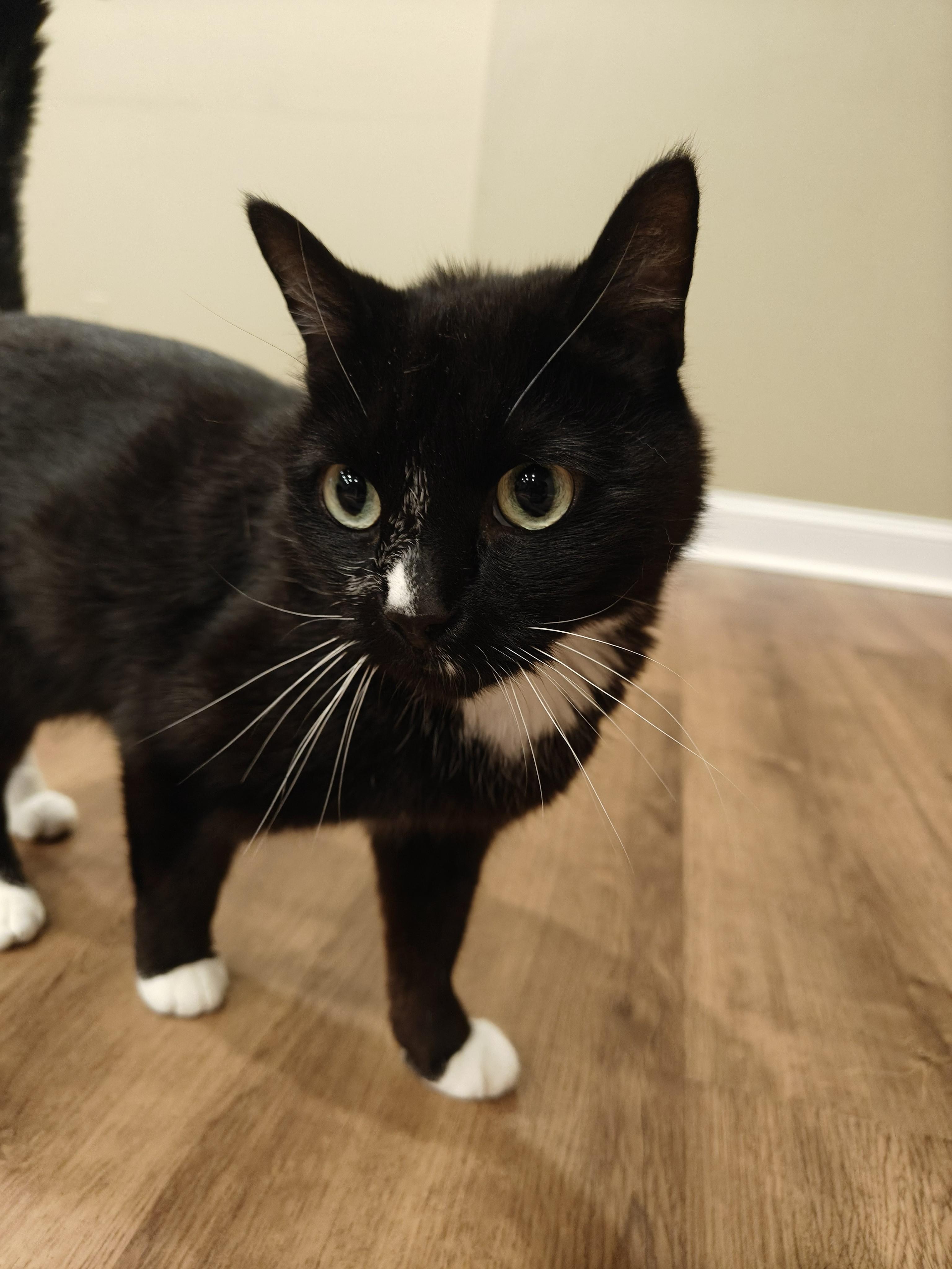 Horsham-Irrestible Sweetheart in a Tux, a Adoptable Tuxedo in Laurel, MD image 6/6