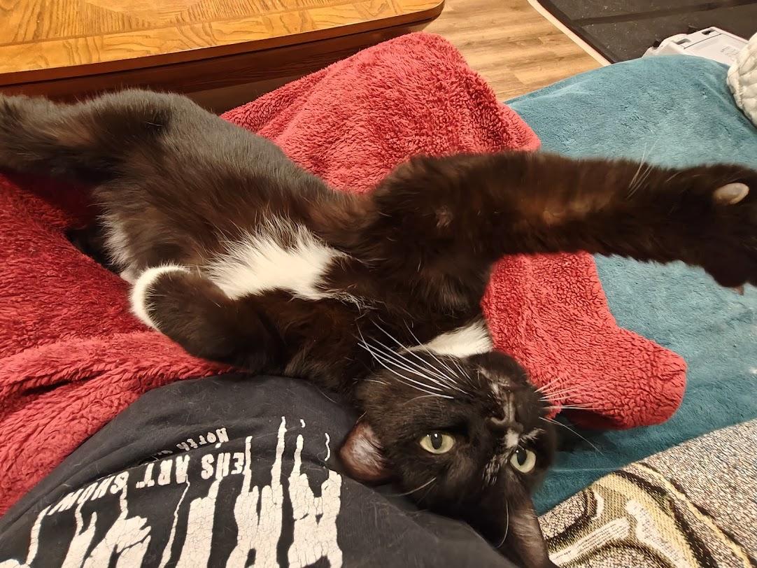 Horsham-Irrestible Sweetheart in a Tux, a Adoptable Tuxedo in Laurel, MD image 4/6