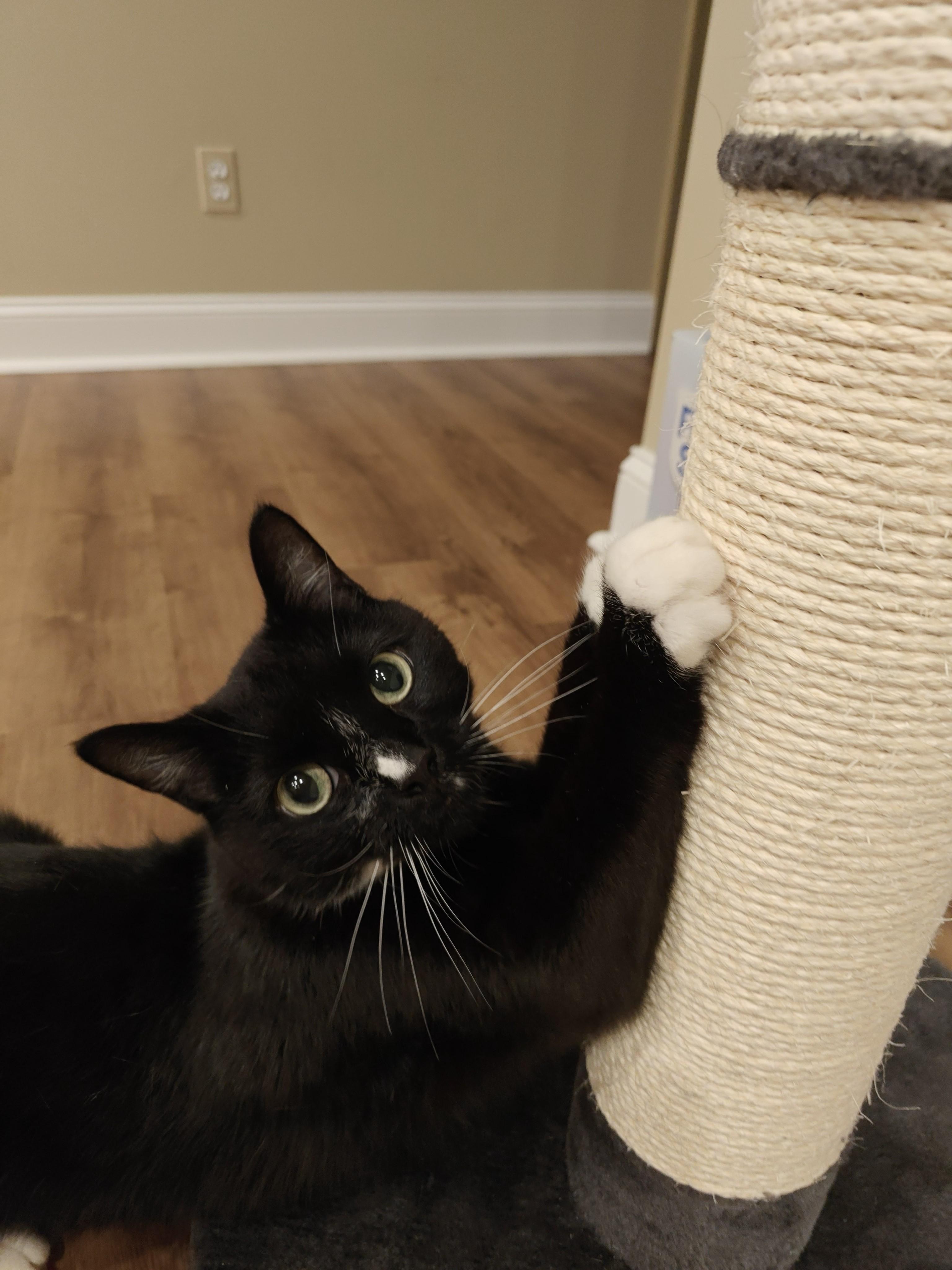 Horsham-Irrestible Sweetheart in a Tux, a Adoptable Tuxedo in Laurel, MD image 3/6