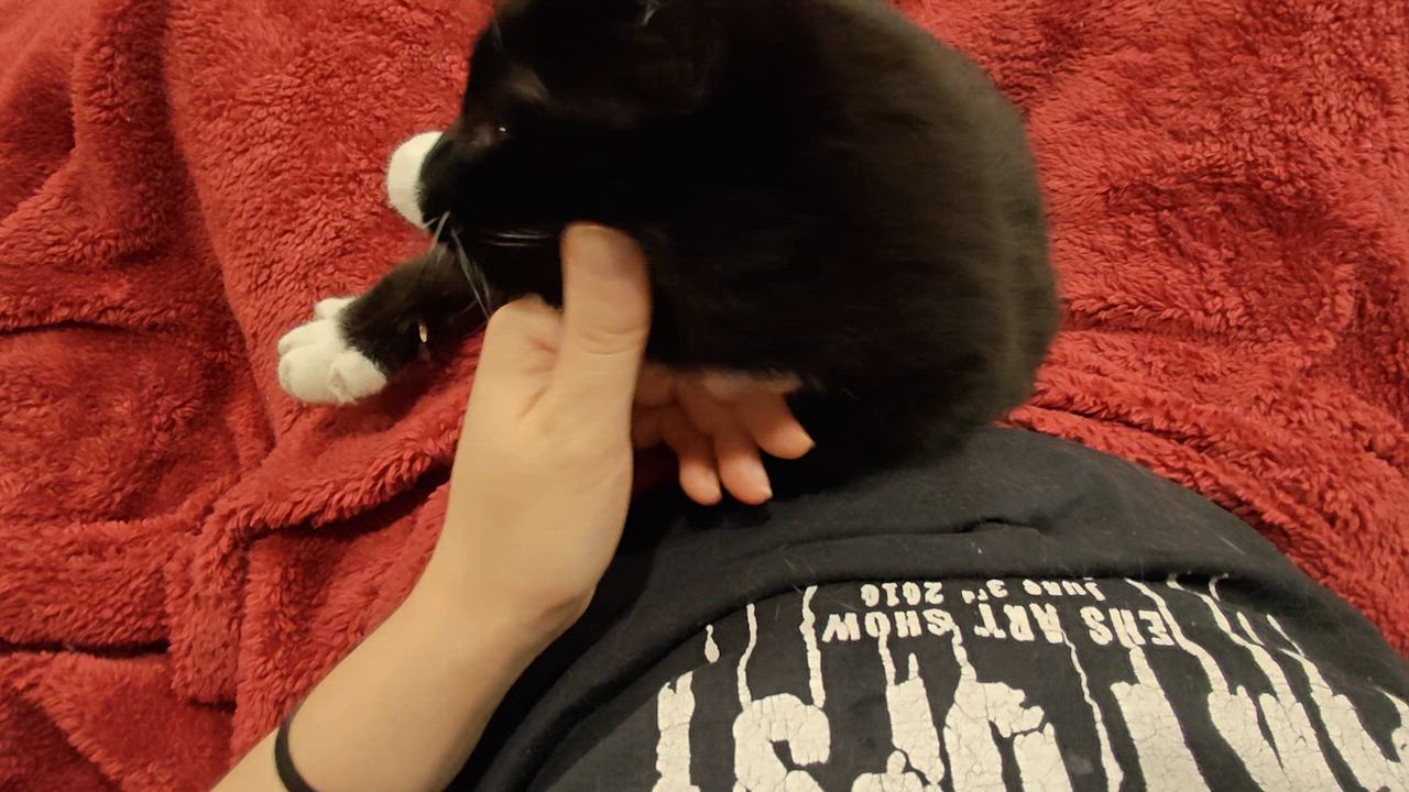 Enlarge Horsham-Irrestible Sweetheart in a Tux, a Adoptable Tuxedo in Laurel, MD video 5/6