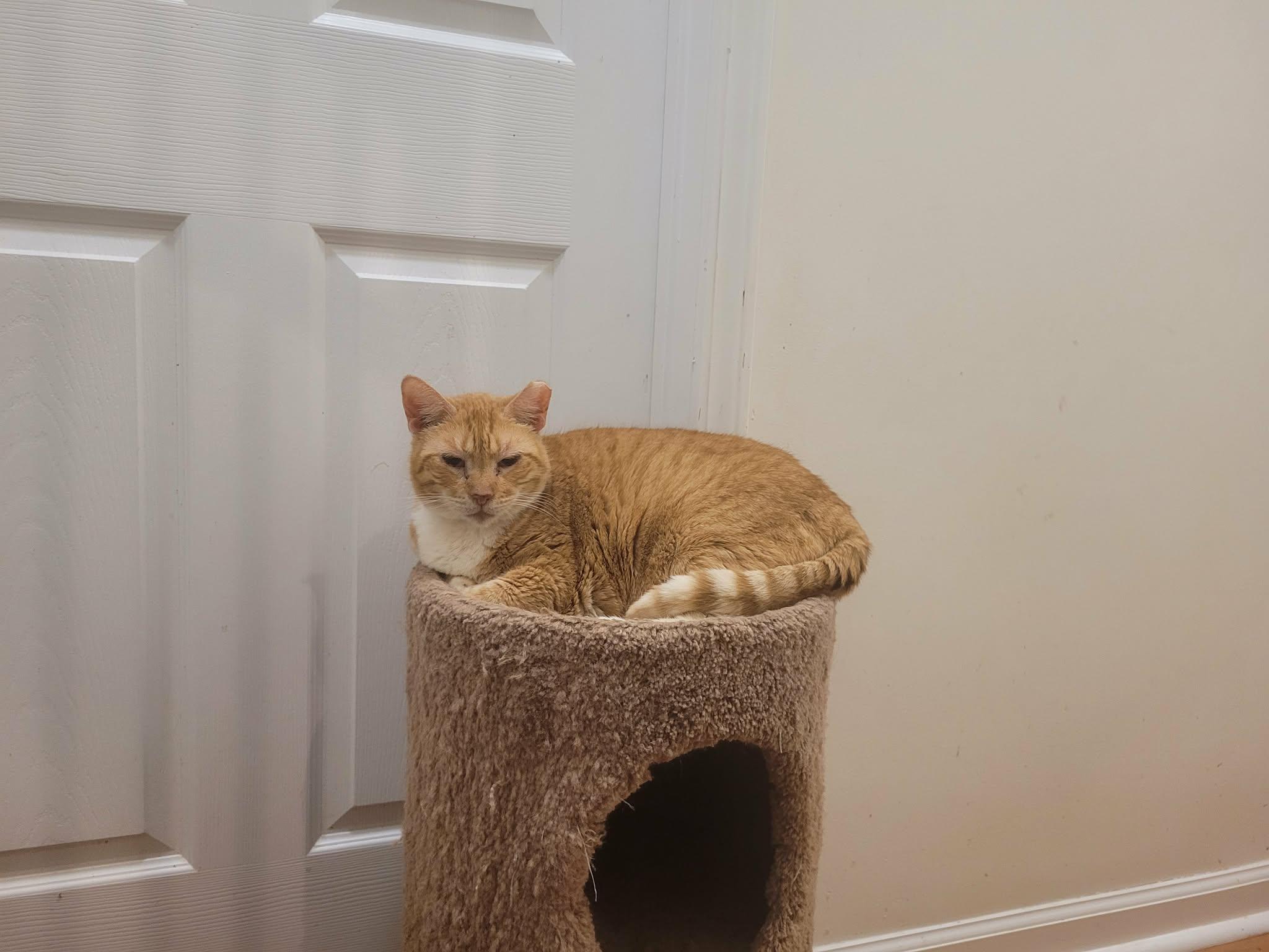 Snickers, a Adoptable Domestic Short Hair in North Myrtle Beach, SC image 4/4