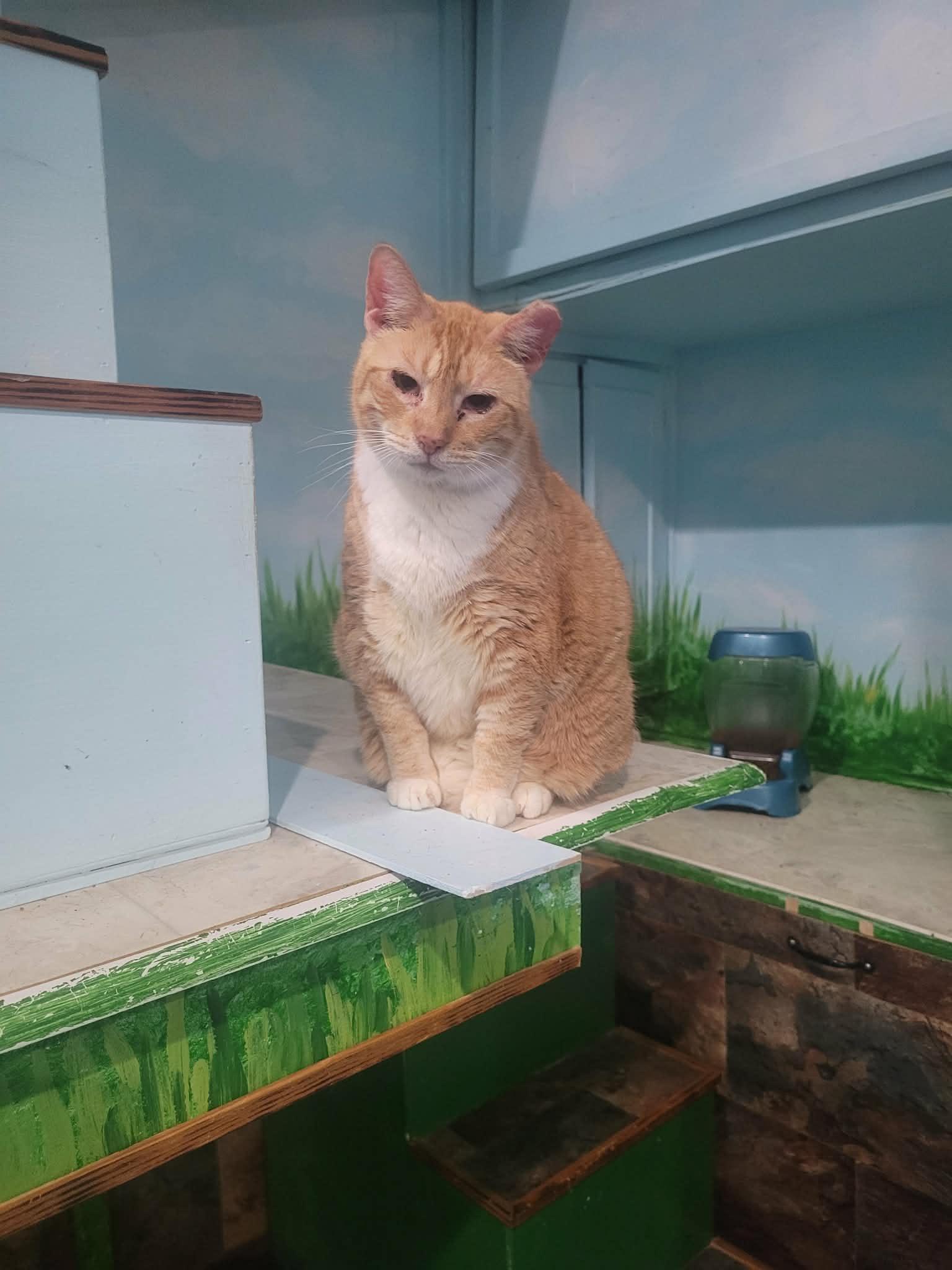 Snickers, a Adoptable Domestic Short Hair in North Myrtle Beach, SC image 2/4