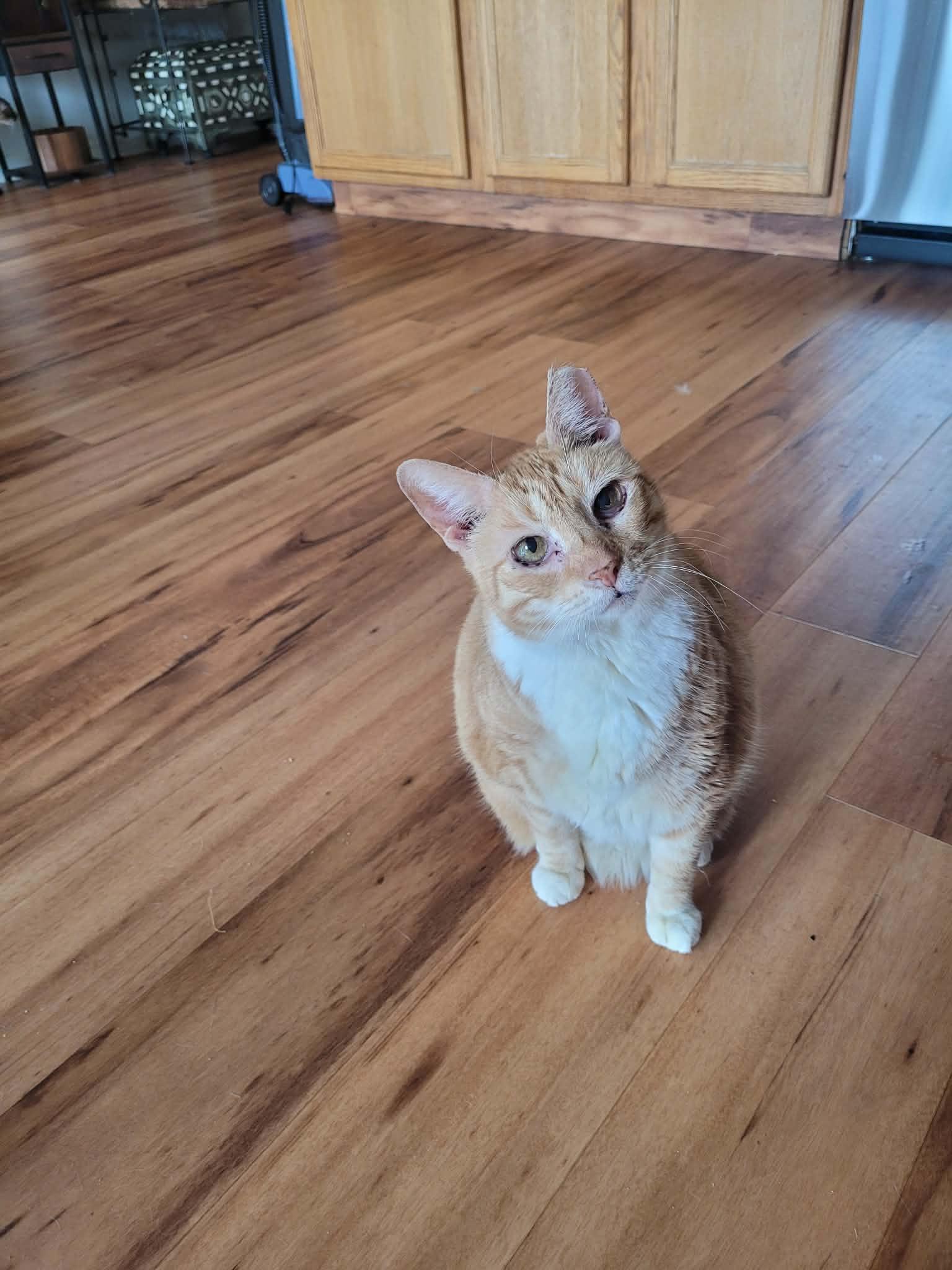 Snickers, a Adoptable Domestic Short Hair in North Myrtle Beach, SC image 1/4