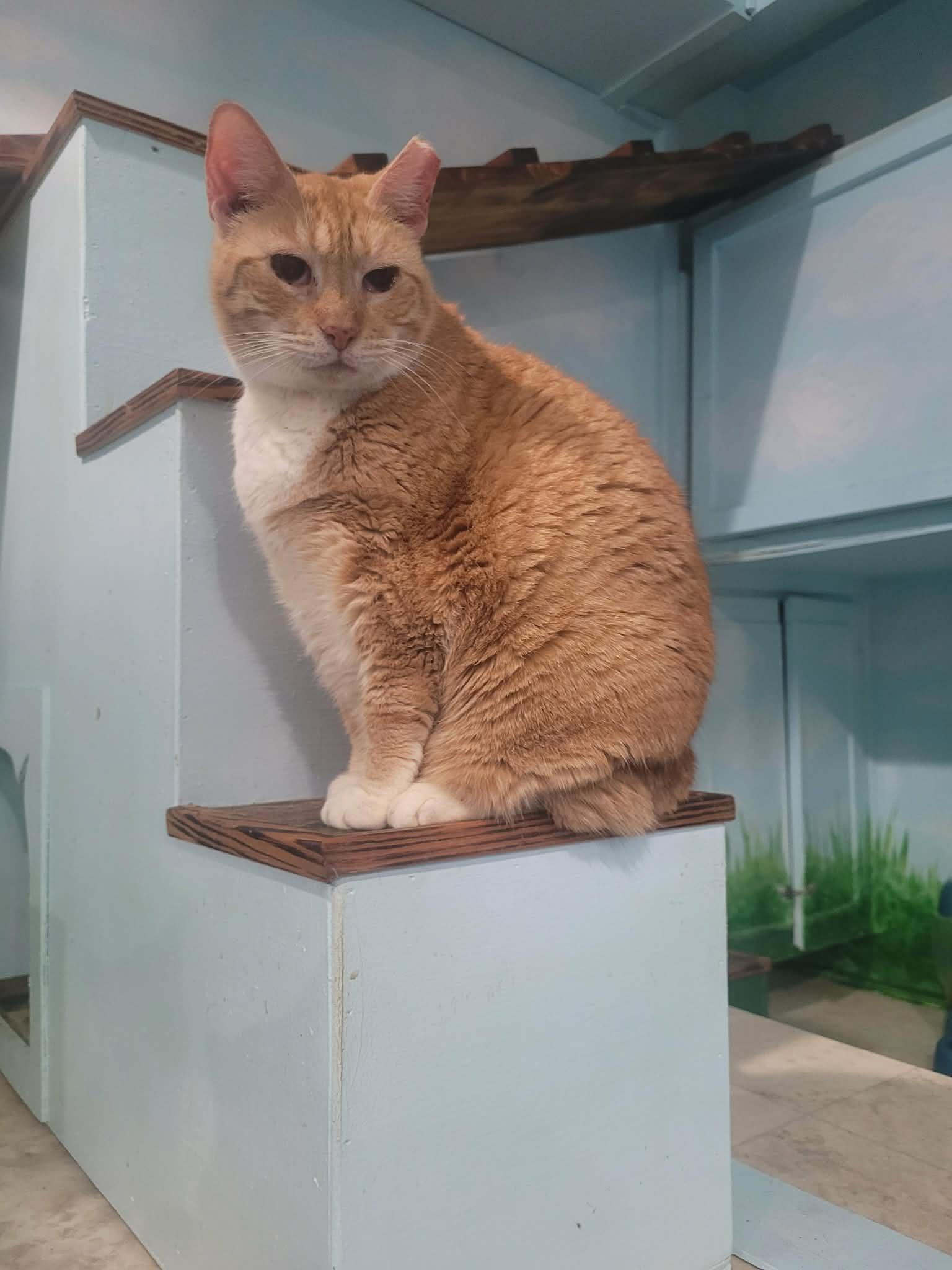 Snickers, a Adoptable Domestic Short Hair in North Myrtle Beach, SC image 3/4