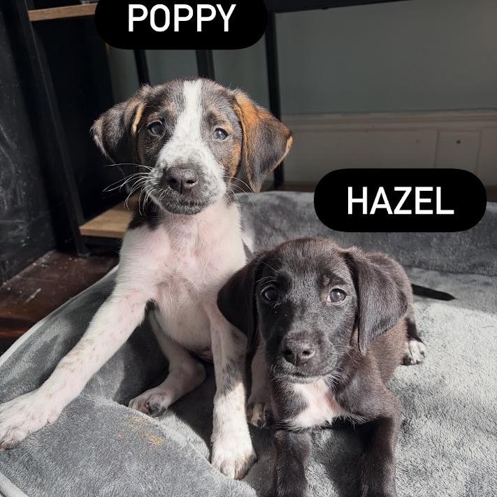 Hazel, Adoptable, Puppy Female Australian Shepherd & Mixed Breed.