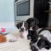 Hazel, a Adoptable mixed breed in North Charleston, SC image 3/4