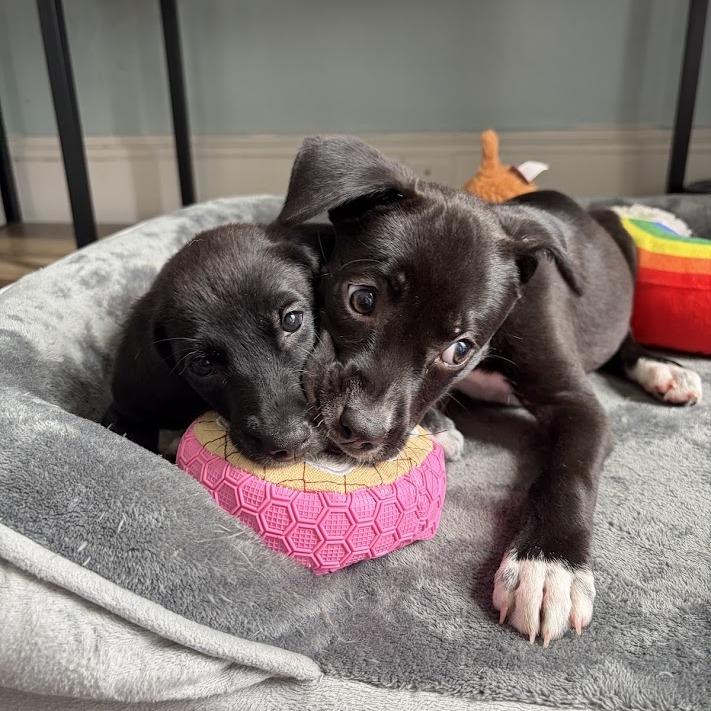 Hazel, a Adoptable mixed breed in North Charleston, SC image 4/4