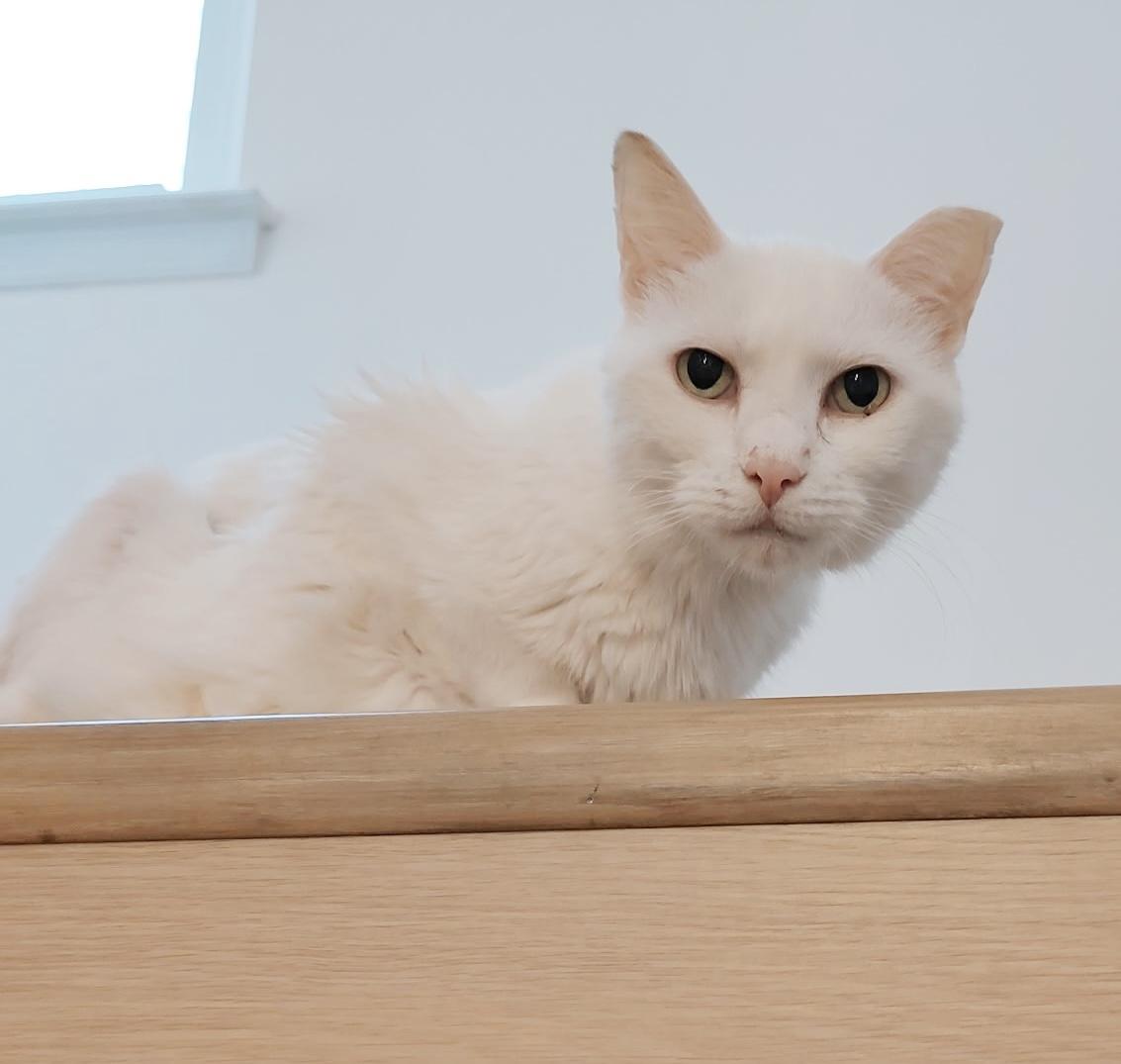 Marshmallow, a Adoptable Domestic Short Hair in Philadelphia, PA image 4/6