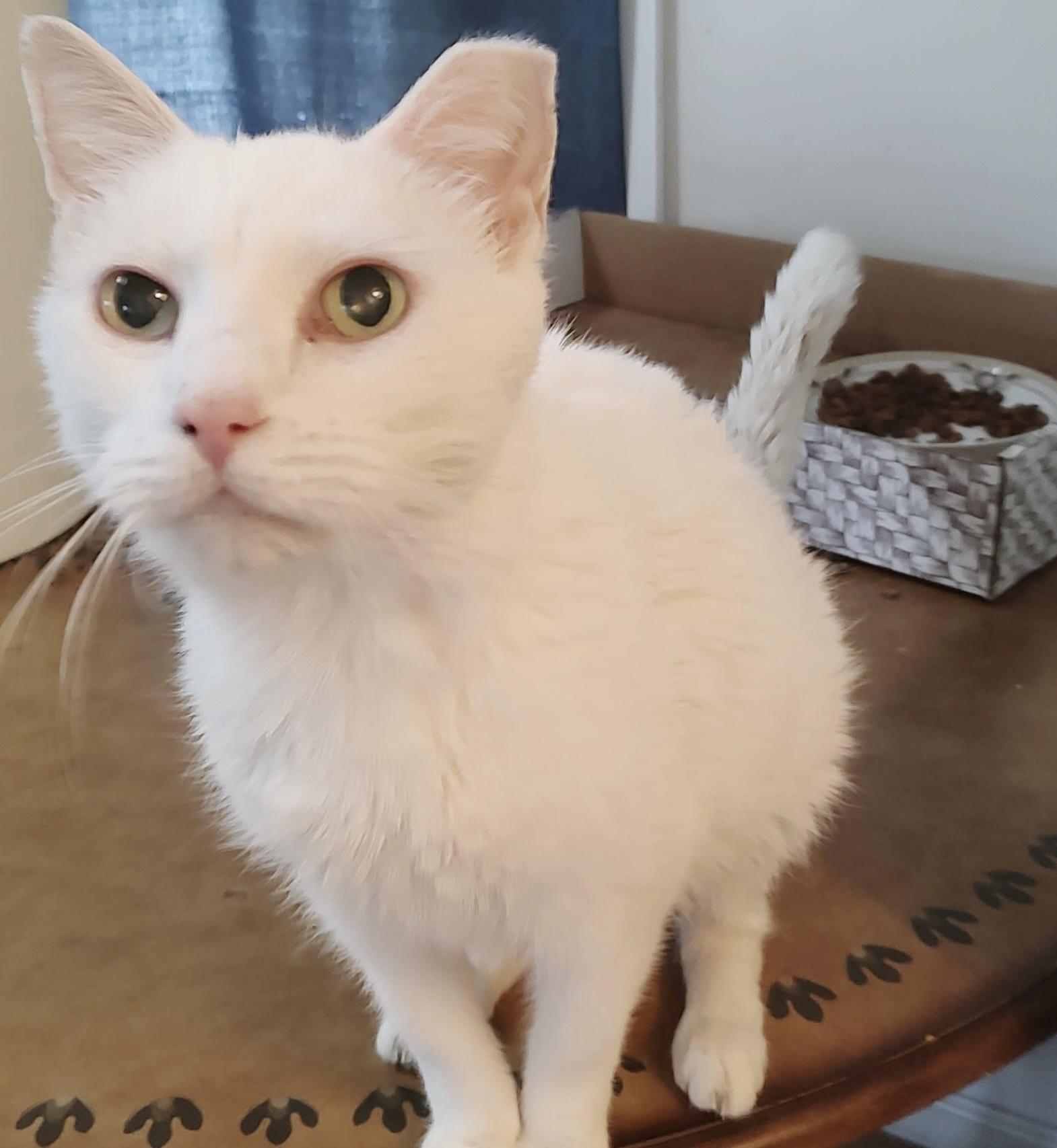 Marshmallow, a Adoptable Domestic Short Hair in Philadelphia, PA image 3/6