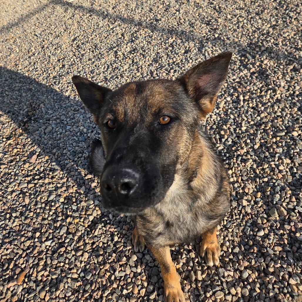 Enlarge Hurricane, a Adoptable German Shepherd Dog in North Battleford, SK image 1/2