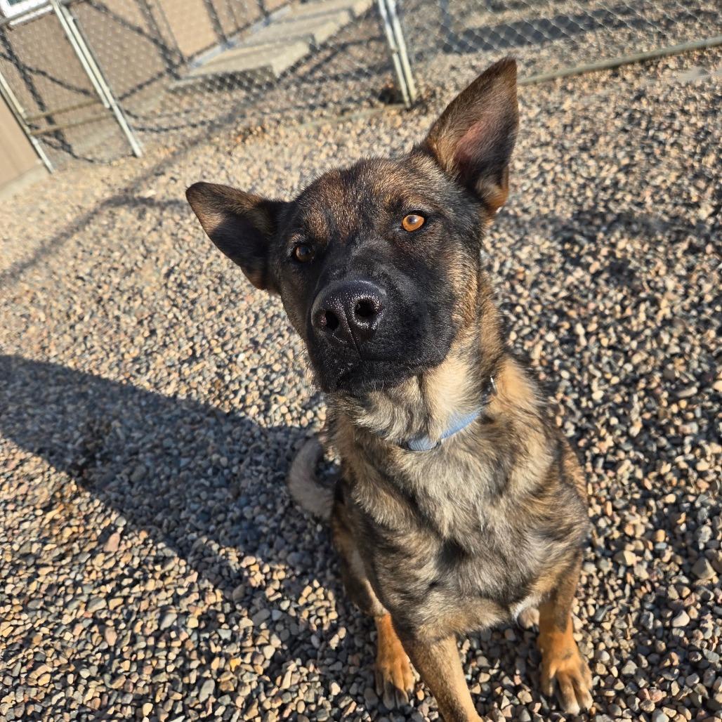 Enlarge Hurricane, a Adoptable German Shepherd Dog in North Battleford, SK image 2/2