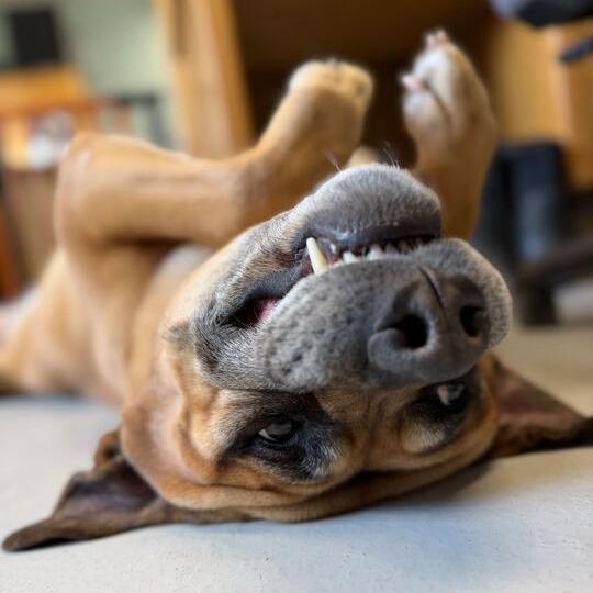 Diesel, a Adoptable mixed breed in Driggs, ID image 1/6