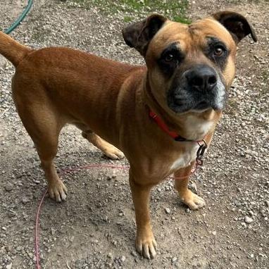 Diesel, Adoptable, Adult Male Rottweiler & Mixed Breed.